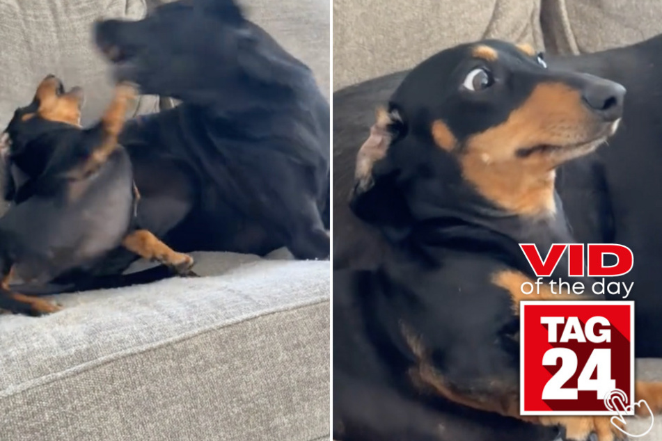 Today's Viral Video of the Day features a big dog who wasn't having any of his little brother's crazy antics!