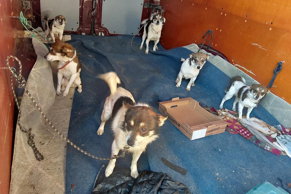 Die Blicke der Hunde zeigen, dass ihnen die Reise in der Ladefläche wenig Freude bereitet.