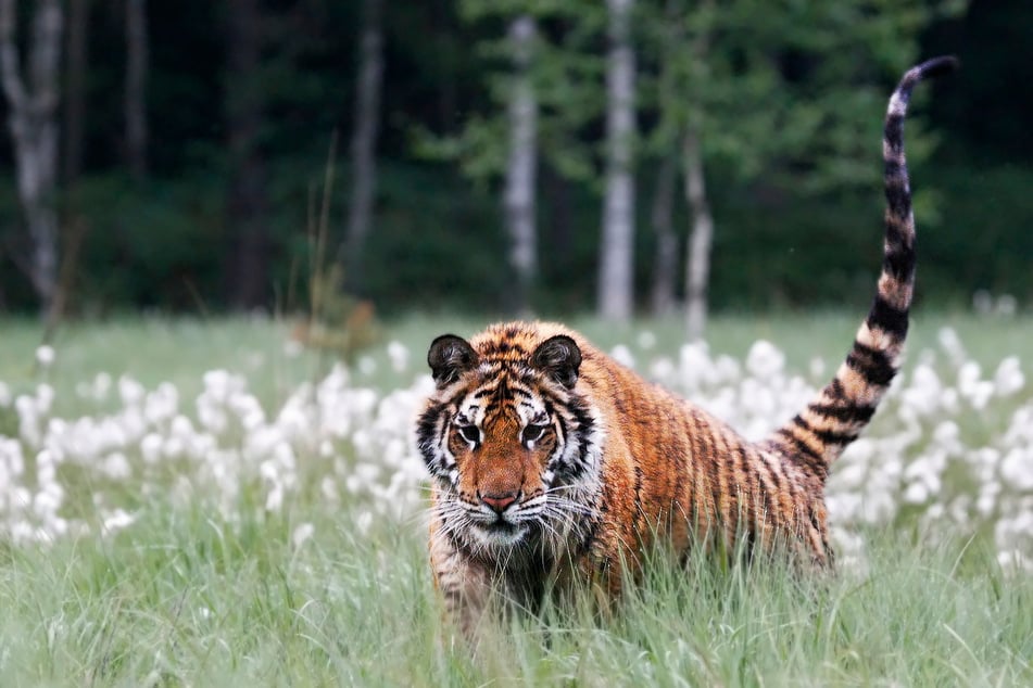 Der Tiger verschleppte sein Opfer in den Wald. (Symbolbild)