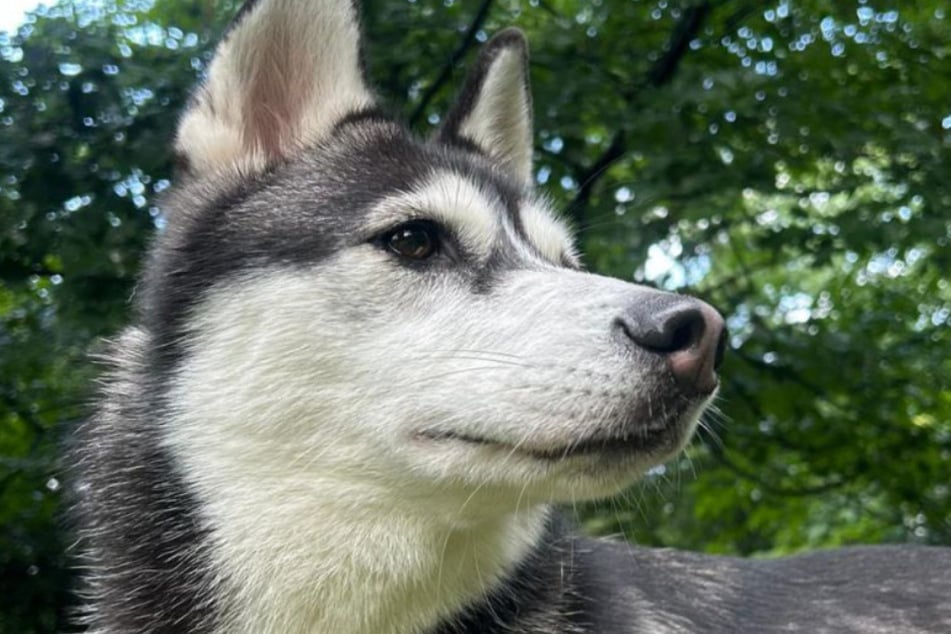 Hündin Boomer leidet an Epilepsie, ist mit Medikamenten jedoch gut eingestellt.