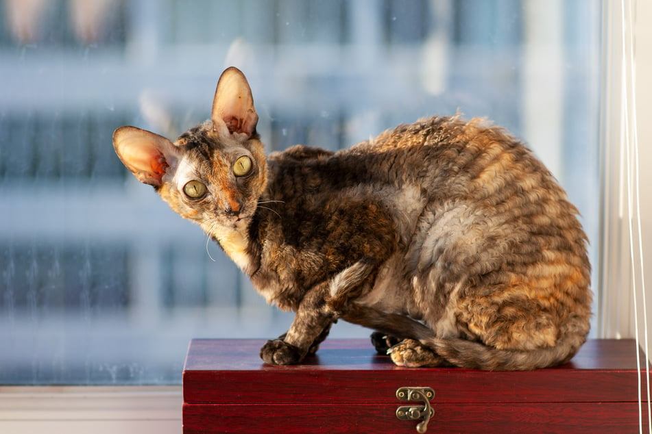 Das krause Fell der Cornish Rex fühlt sich wie Seide oder das Fell eines Hasen an.