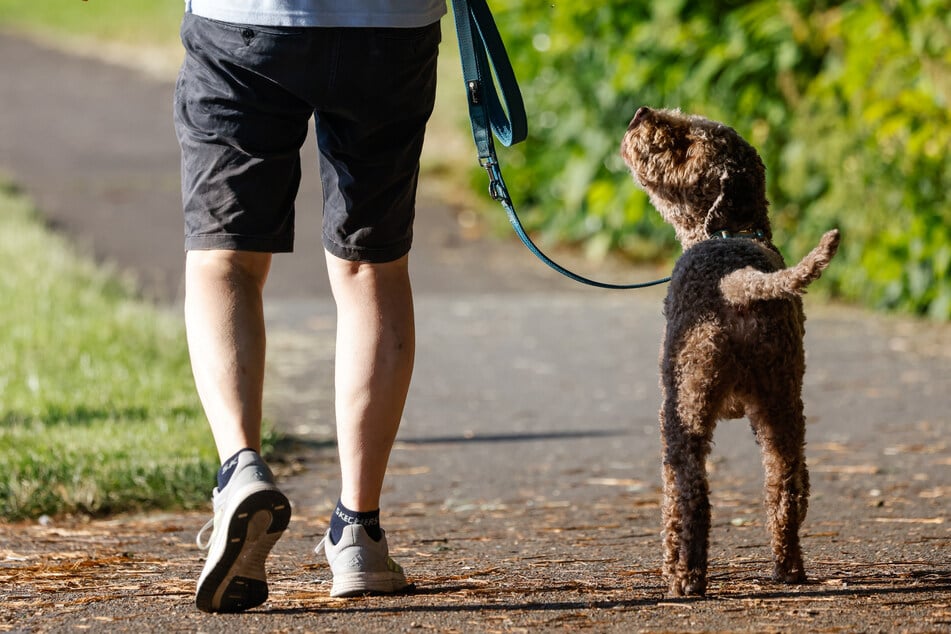 Hund springt auf Straße und verursacht Unfall, danach flüchtet der Besitzer mit Tier