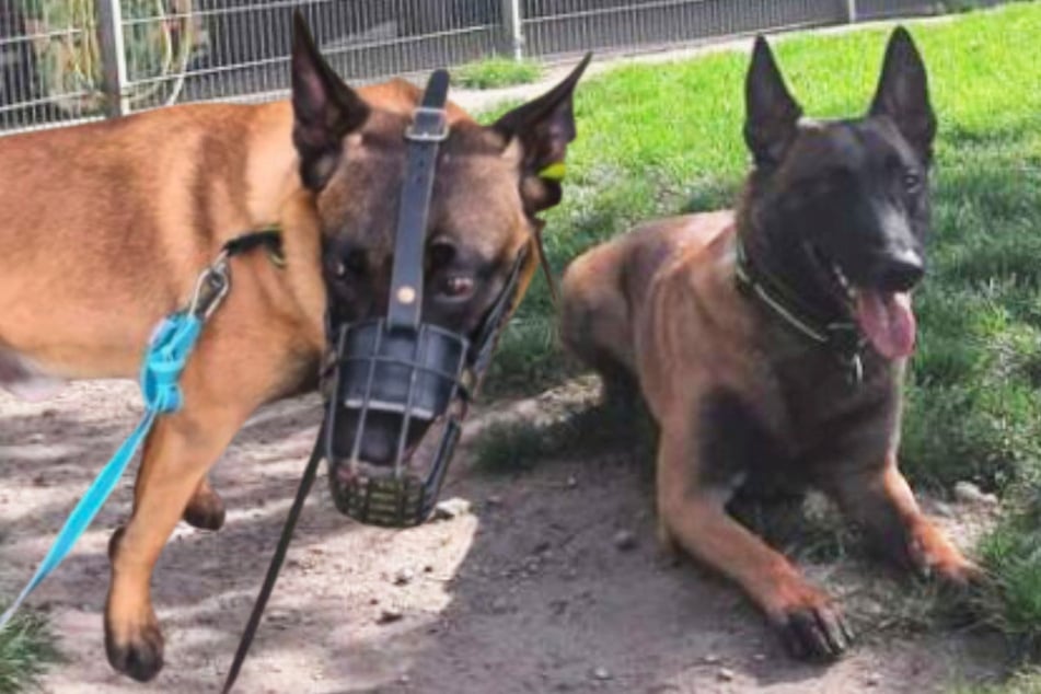Süßer Schäferhund will eine Umschulung: Lio sucht ein neues Zuhause