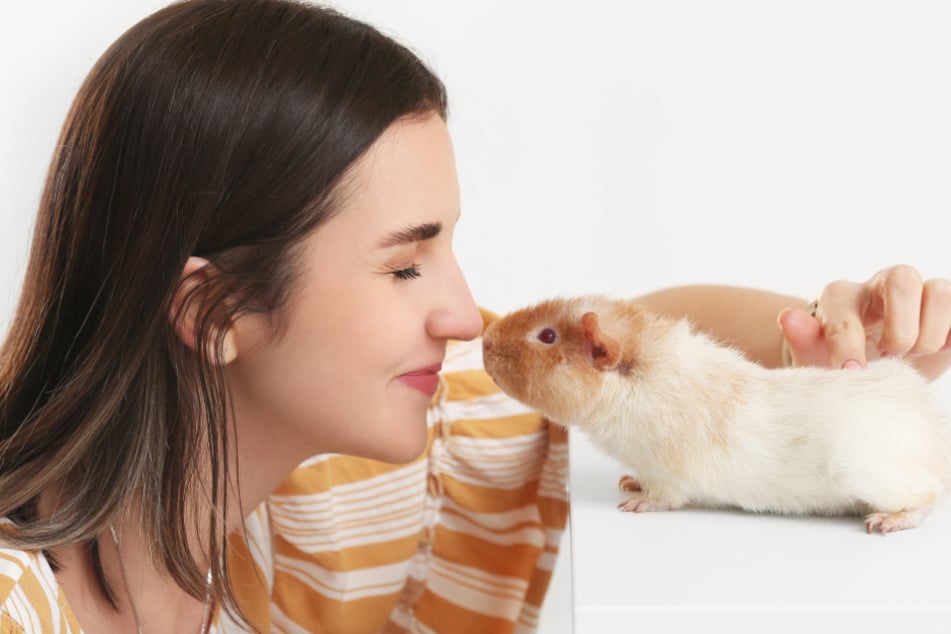 Jedes Meerschwein gewöhnt sich in seinem eigenen Tempo ein.