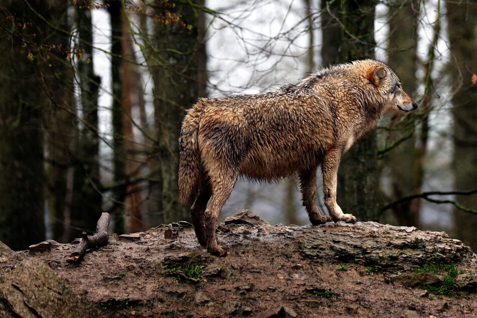 Wölfe: Streit um Wolfsabschuss: Wann dürfen die Tiere getötet werden?