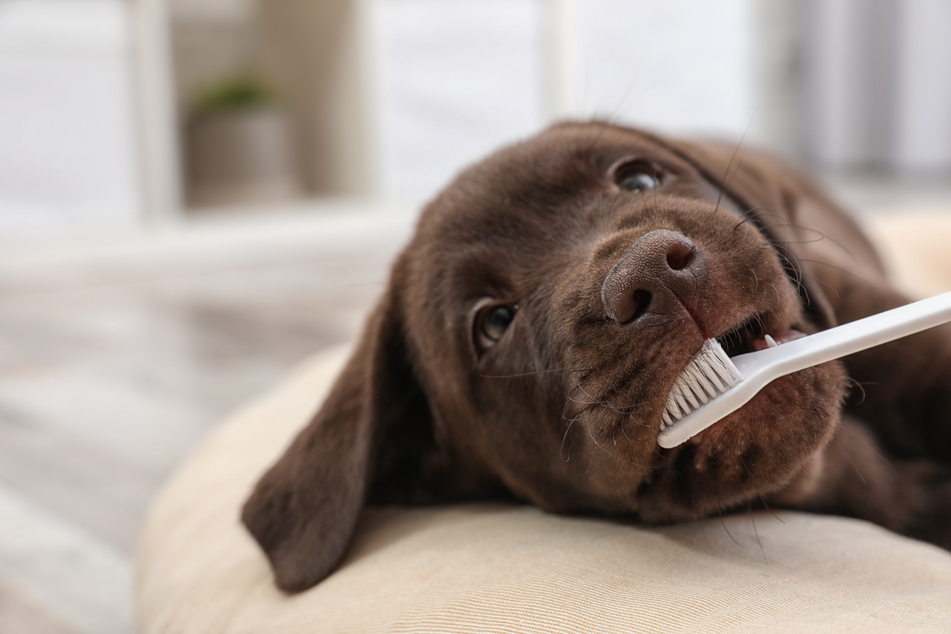 Ans Zähneputzen müssen Hunde bereits im Welpenalter gewöhnt werden.