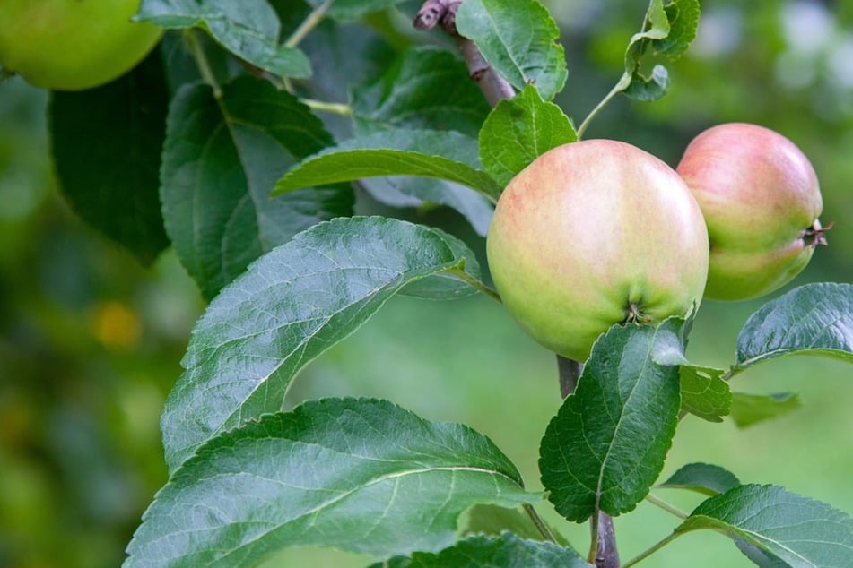 Enttäuschende Ernte oder warum trägt der Apfelbaum nur kleine Äpfel?