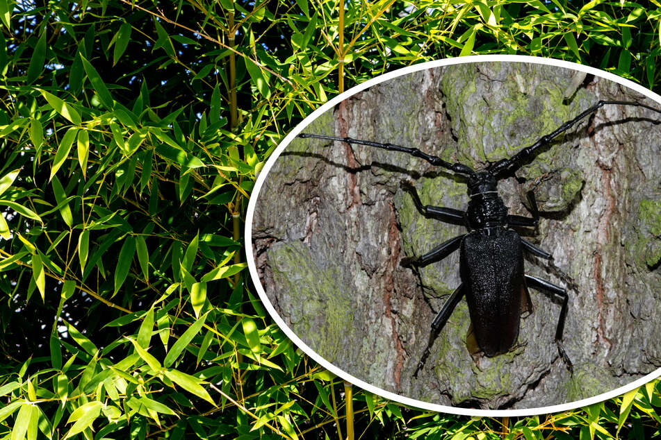 Mit einer Größe von bis zu sechs Zentimetern zählt der Große Eichenbock zu den größten einheimischen Käferarten.