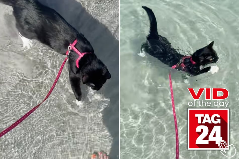 Selleck the Cat had never seen the ocean before, and now he's the ocean's biggest fan!