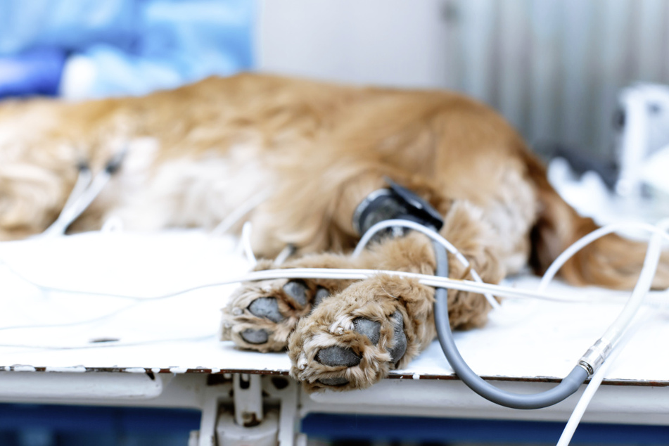 In England wurde ein Hund gerettet, der von einer Frau furchtbar gequält wurde. Er kam in tierärztliche Behandlung. (Symbolbild)