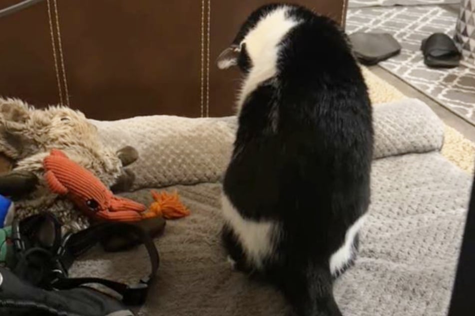 Stache the cat sat on Barney's bed for the very first time after the dog's passing, seemingly realizing that his buddy was gone.