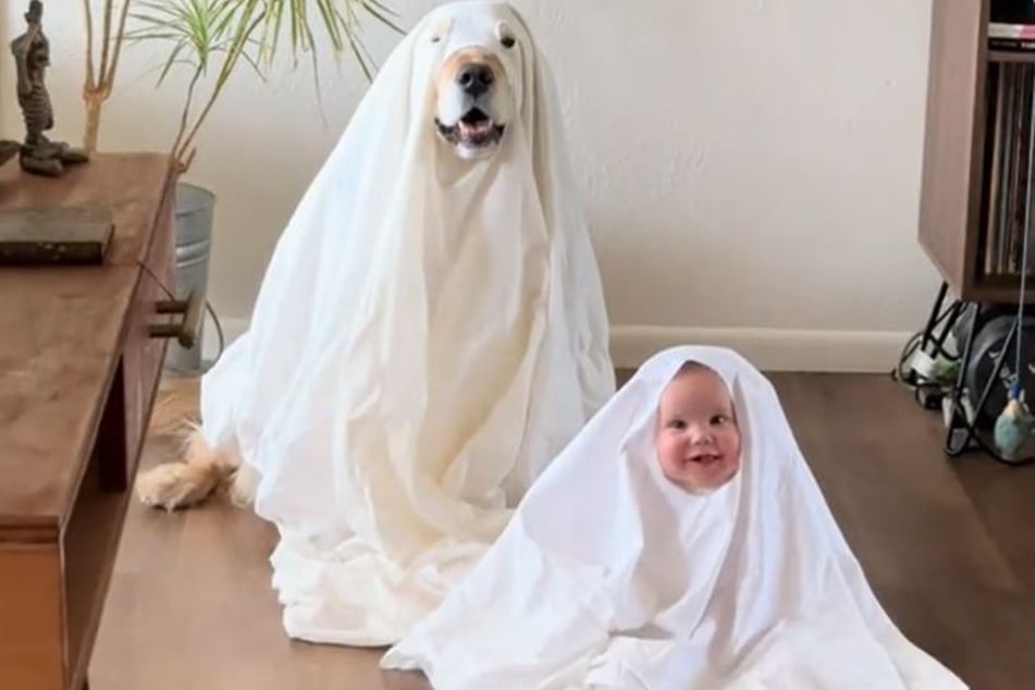 Golden retriever Kona and baby Saoirse wowed fans online with their adorably scary costumes!