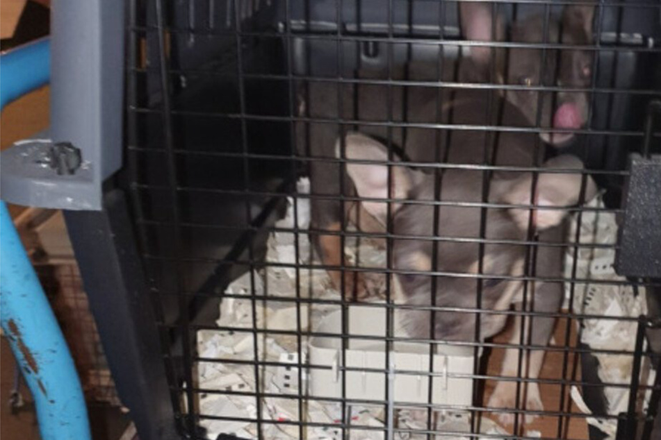 Kein Futter, kein Wasser, kaum Luft: 34 Welpen und junge Hunde aus Transporter gerettet!