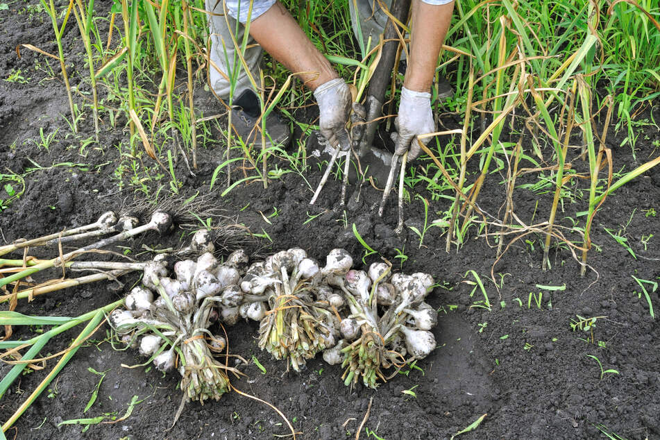 Wird die Pflanze gelblich-braun, kann Knoblauch geerntet werden.