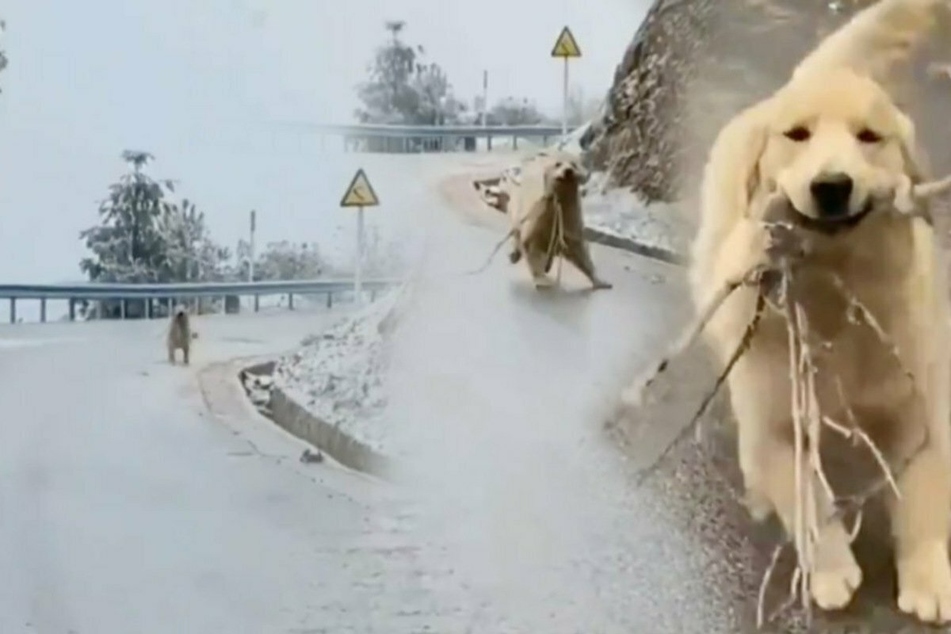 Bambi on ice: hilarious video shows golden retriever trying to play fetch on frozen road