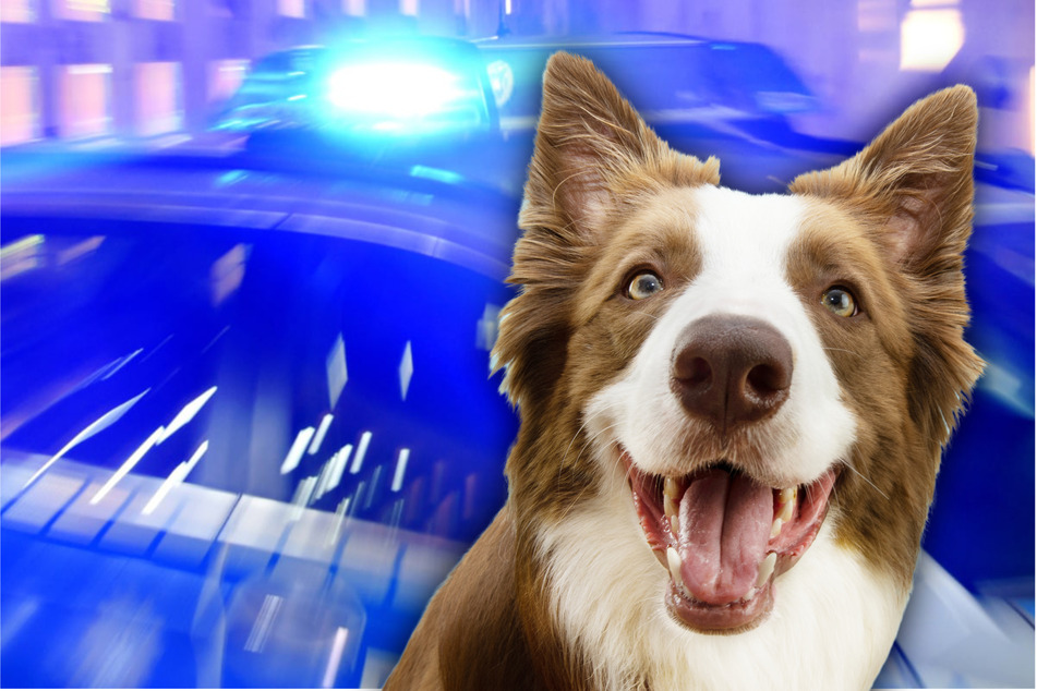 Einer Frau wurde in Wanzleben-Börde der Hund während des Gassigehens gestohlen. (Symbolbild)
