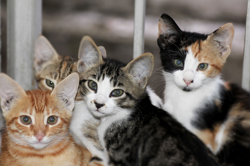 Vor allem Katzen - besonders ungeplante Kitten - werden sie oft einfach in Kartons am Straßenrand abgestellt.