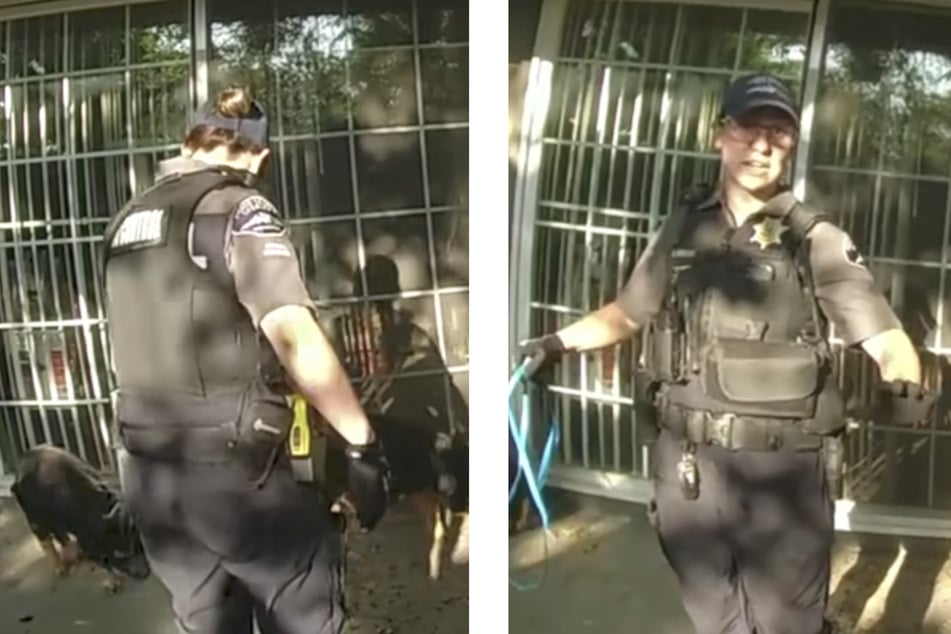 Clip of escaped pigs capture goes viral. This officer warned onlookers that pig's sometimes scream bloody murder.