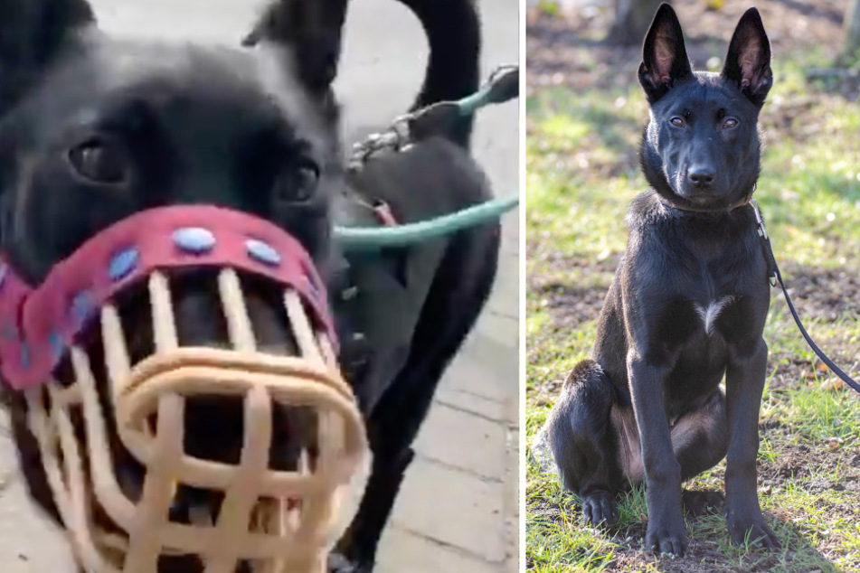 Prachtvoll und zuckersüß: Greta sucht derzeit nach einer neuen Bleibe, deren Besitzer sie ordentlich auf Trapp halten.