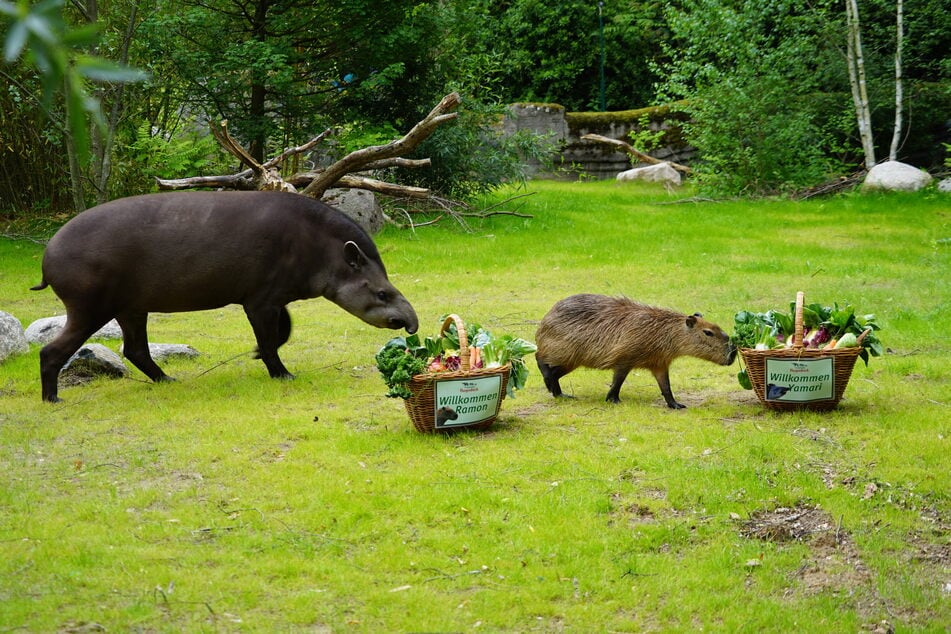 Yamari (11) und Ramon (3, r.) inspizierten nach ihren Bädern die Einweihungsgeschenke des Zoos: prall gefüllte Futterkörbe. Sowohl Tapire auch als Wasserschweine sind Vegetarier.