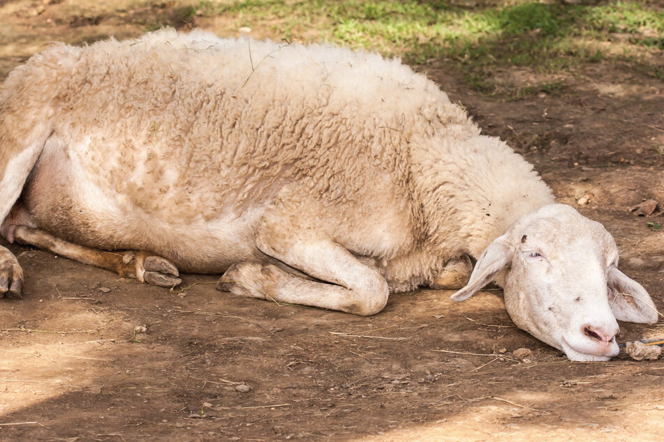 Schaf geklaut, getötet und zerlegt: Polizei sucht Zeugen