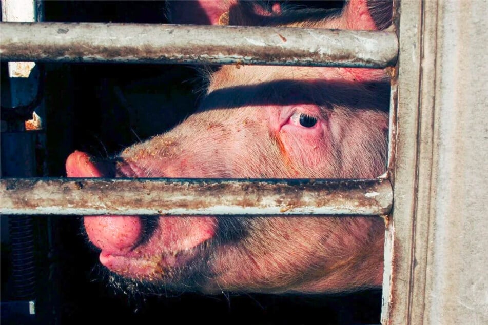 Schweine in der Tierindustrie müssen viele Qualen erleiden.