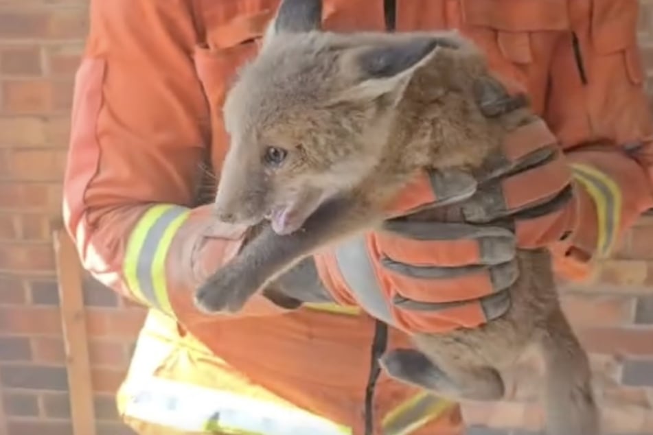 Feuerwehrleute befreiten insgesamt drei Fuchs-Junge.