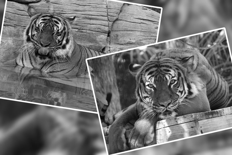 Traurige Zoo-News: Tiger beißt Reinigungskraft und wird erschossen