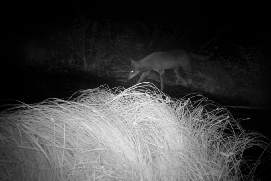 Eine Wildkamera hat im Colditzer Forst Wölfe aufgenommen.