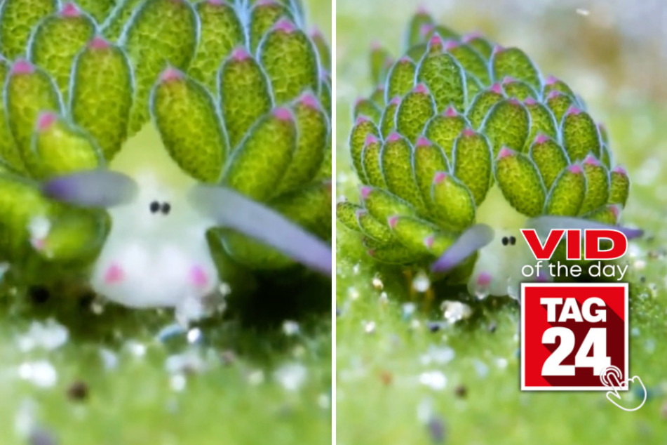 viral videos: Viral Video of the Day for November 22, 2023: Meet the world's cutest sea slug!