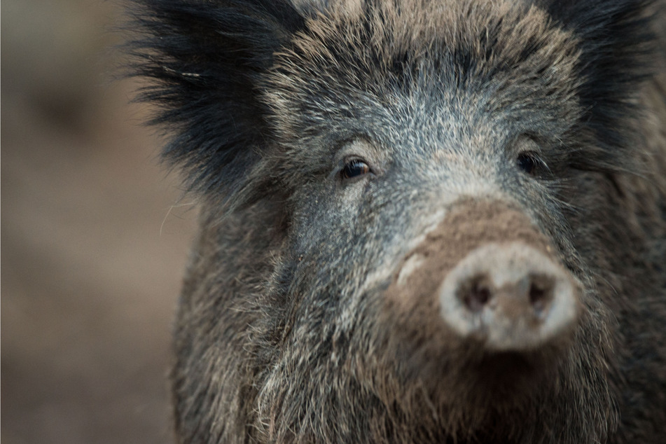 Afrikanische Schweinepest in Hessen: Weitere infizierte Wildschweine gefunden
