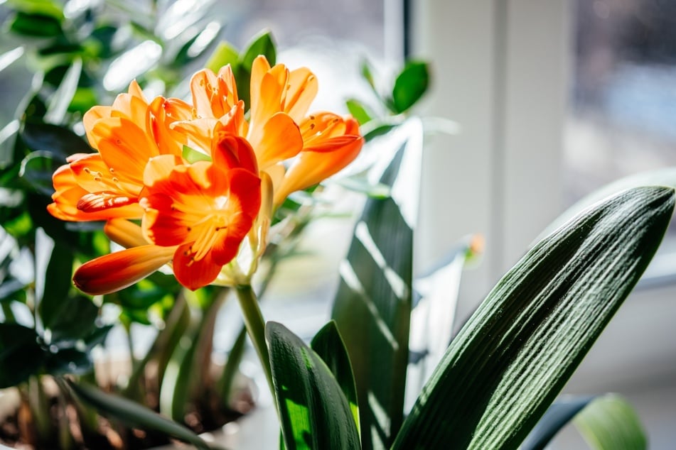 Blüht Deine Zimmerpflanze gerade, solltest Du noch etwas warten, bevor Du sie umtopfst. Nach dem Umpflanzen nach der Blütezeit hat sie eine längere Ruhephase.