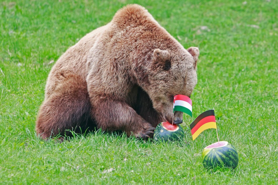 Dass der Braunbär Moritz (5) die Melone mit der Ungarn-Flagge zuerst auseinandernahm, soll den Sieg der Deutschen bedeuten.