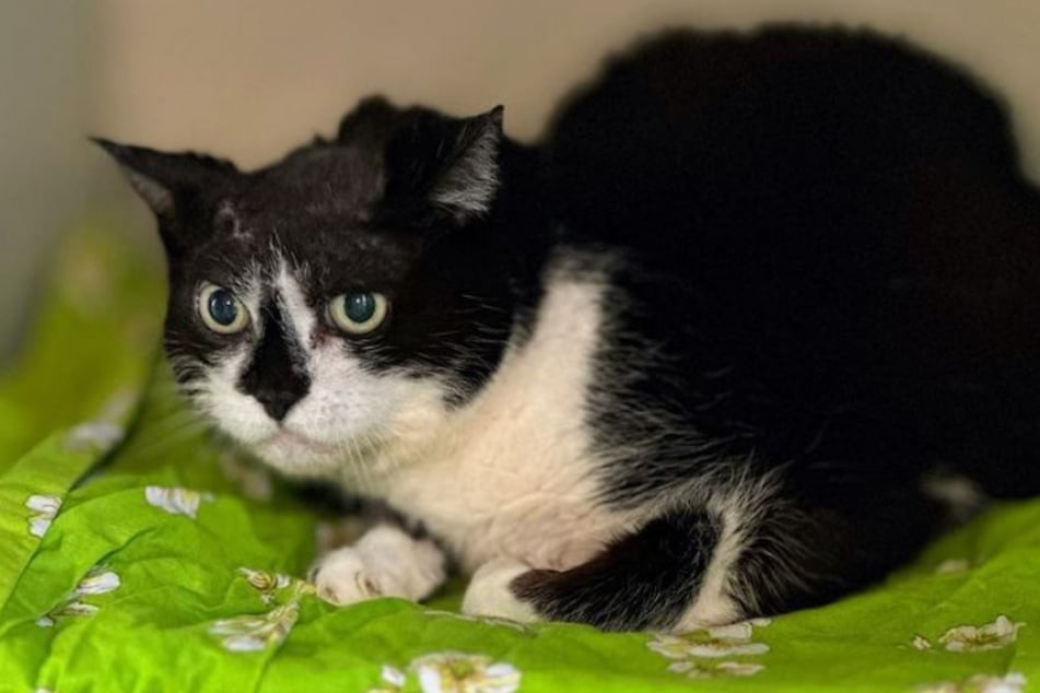 Die Katzen-Dame sucht nach ihrer schweren OP ein ruhiges Zuhause, in dem sie einfach nur Radieschen sein darf.