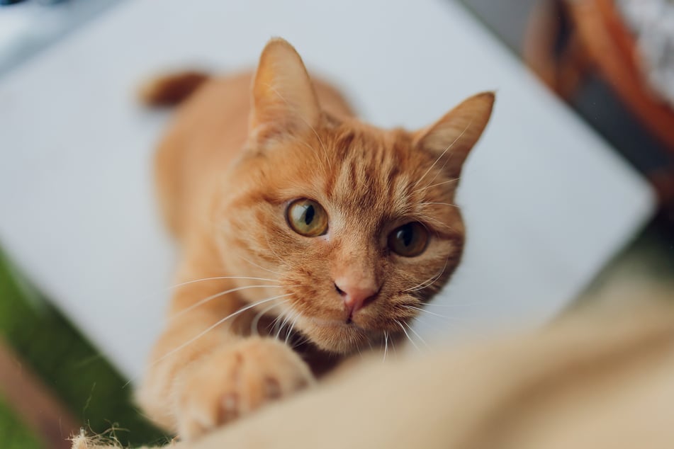 Der Kater "Styopka" soll stets freundlich und harmlos gewesen sein und streifte oft alleine draußen umher. (Symbolbild)