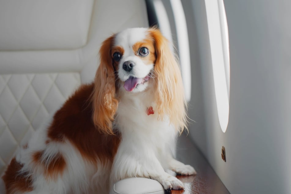 Viele Hunde dürfen im Flugzeug mitfliegen.