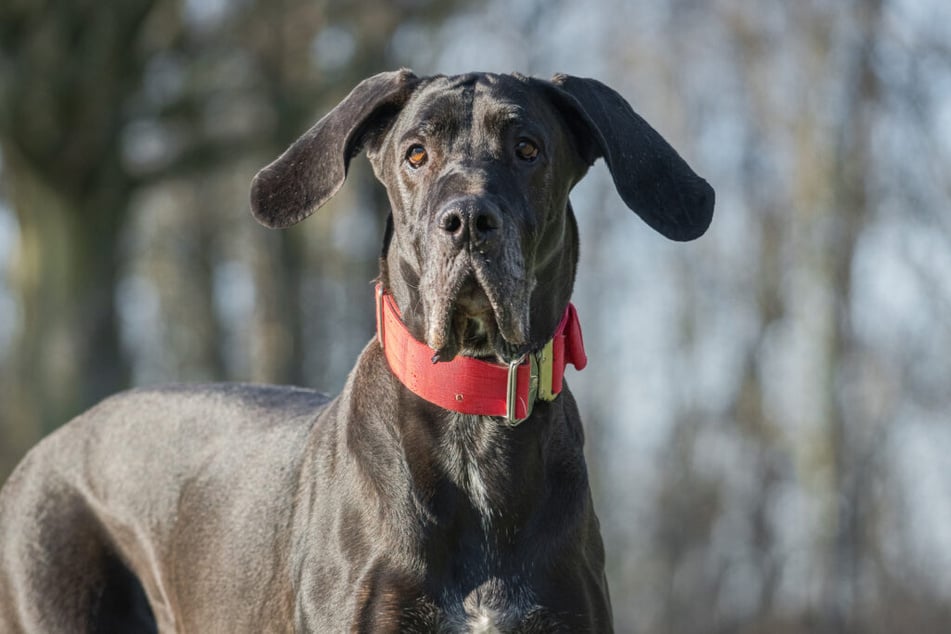 Dogge Dina (7-8) braucht viel Platz.