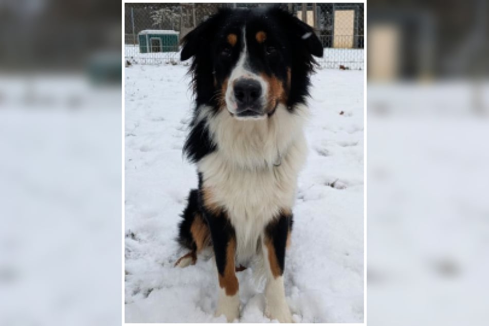 Leider kann Samu im Tierheim nicht artgerecht ausgelastet werden.