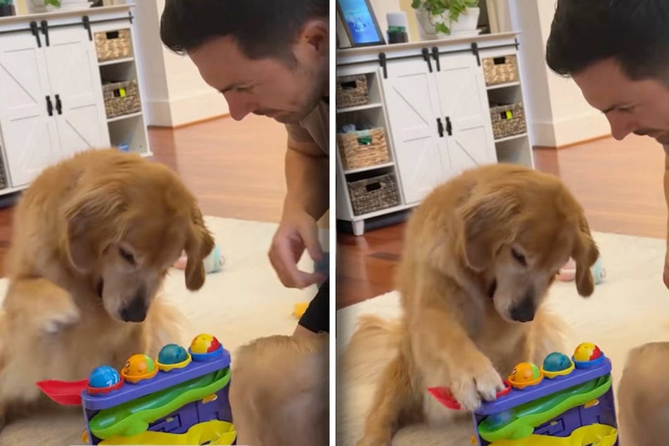 Zielsicher haut Ellie ihre Pfote auf den Ball, der dadurch ins Rollen kommt.