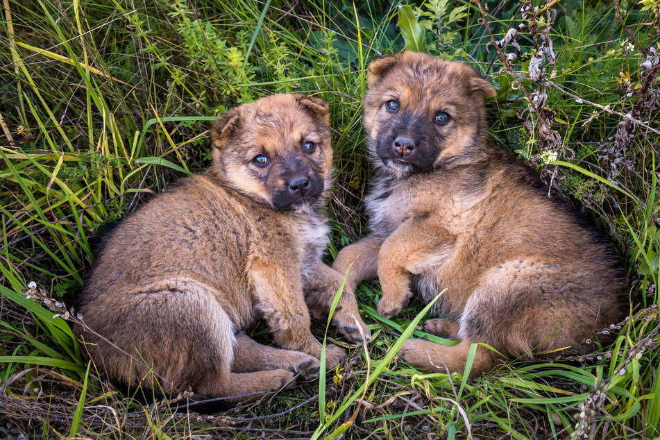 Zwei bisher nicht identifizierte Hunde wurden im rheinland-pfälzischen Scheuerfeld tot aufgefunden. (Symbolbild)