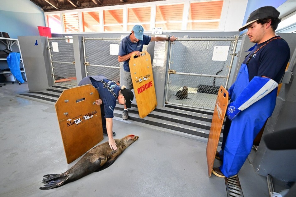 Denise Christ (l.), Ventura County stranding coordinator for the Channel Islands Marine and Wildlife Institute, checks on a rescued sea lion.