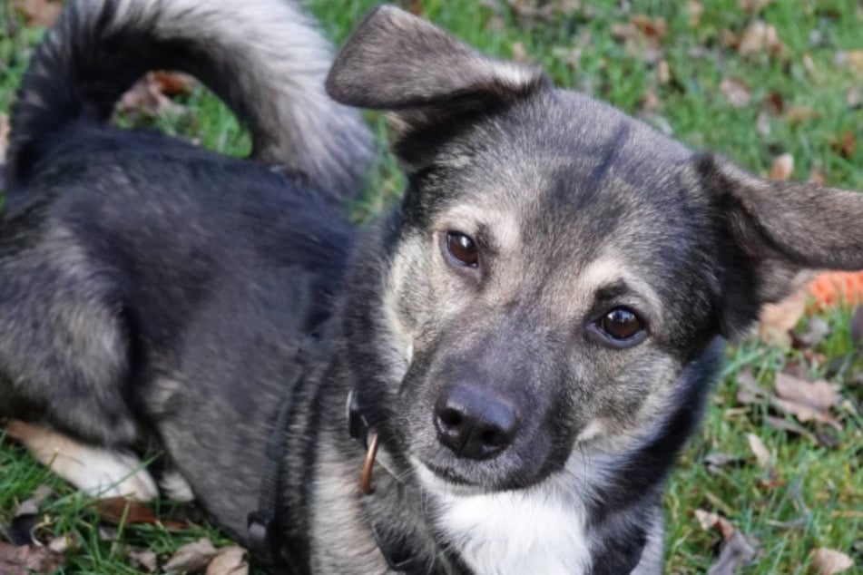 Der Vierbeiner tut sich im Tierheim schwer ...