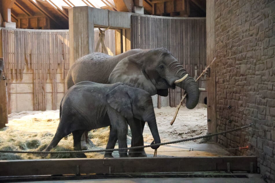 Elefantenkuh "Sabie" und Jungbulle "Gus" spielen mit den Überbleibseln der umgekippten Weide.