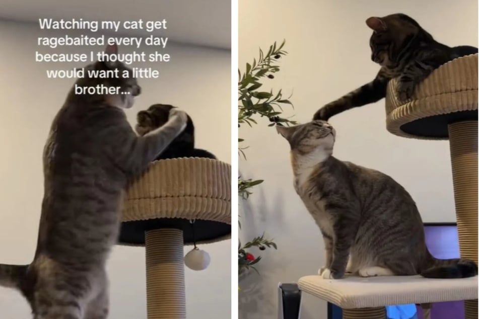 Die beiden Katzen stellten sich schnell als zwei niedliche Streithammel heraus.