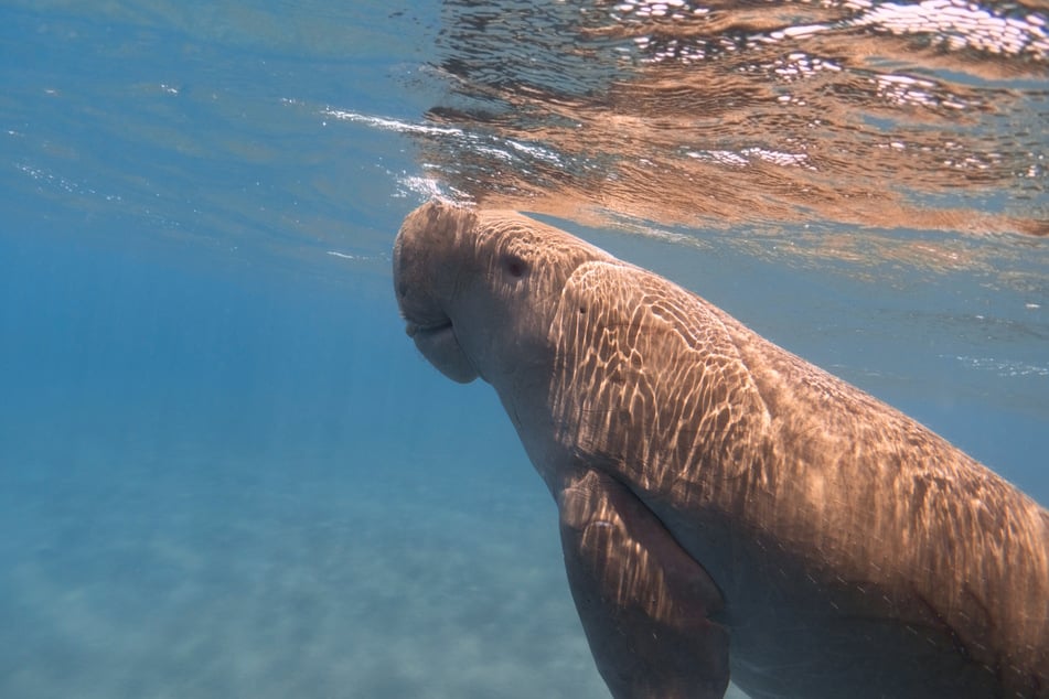 The critically endangered Palauan dugong is an iconic animal with special significance in local Indigenous culture.