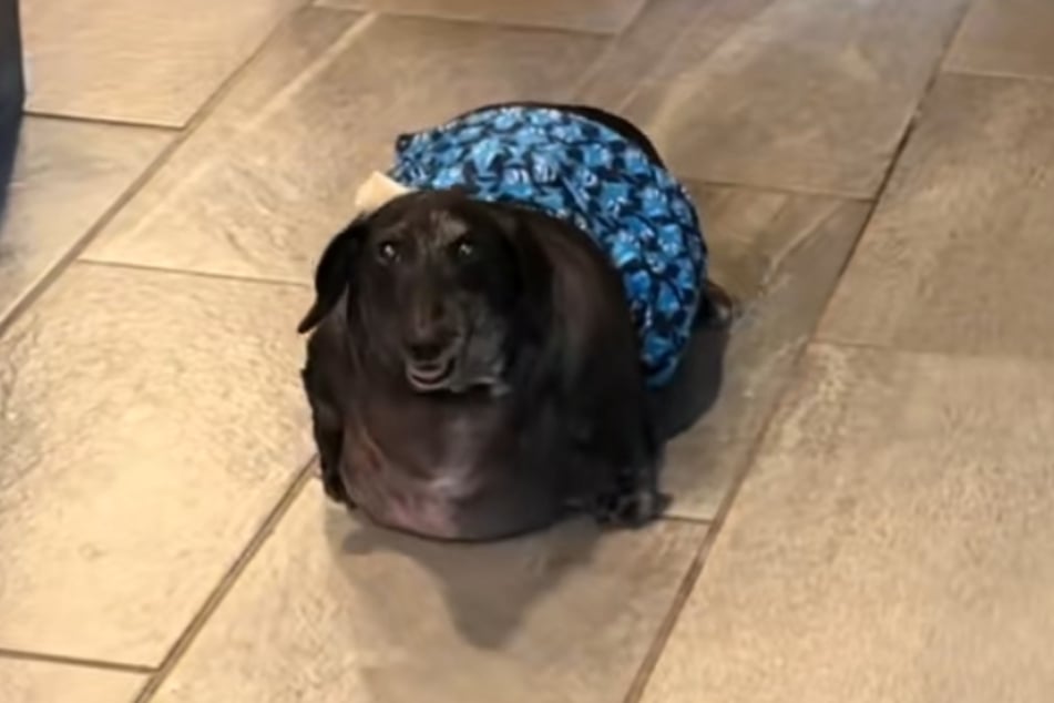 Vor wenigen Wochen wog Frank the Tank noch rund 17 Kilogramm.