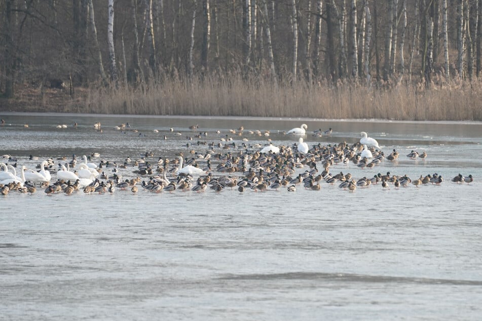 Der See ist als einzig freie Wasserfläche in der Region zum Treffpunkt für viele Wildvögel geworden.