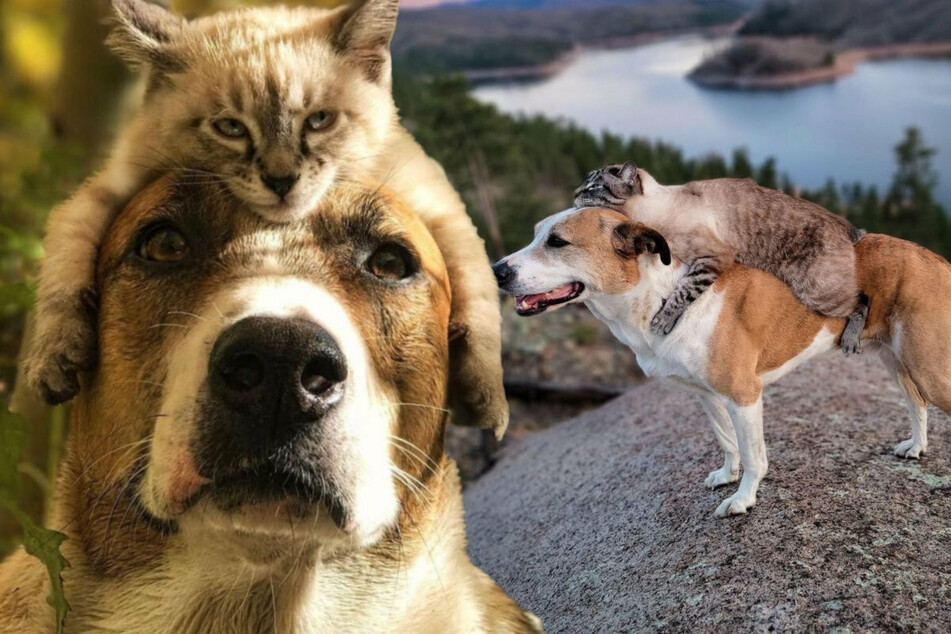 Hund und Katze posieren zusammen TAG24