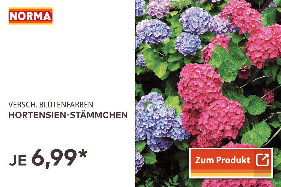 Hortensien-Stämmchen für 6,99 Euro