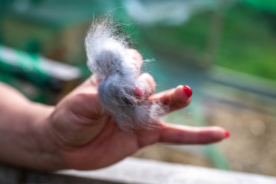 Im Gehege fand sich auch büschelweise abgeschnittenes Fell der Tiere.
